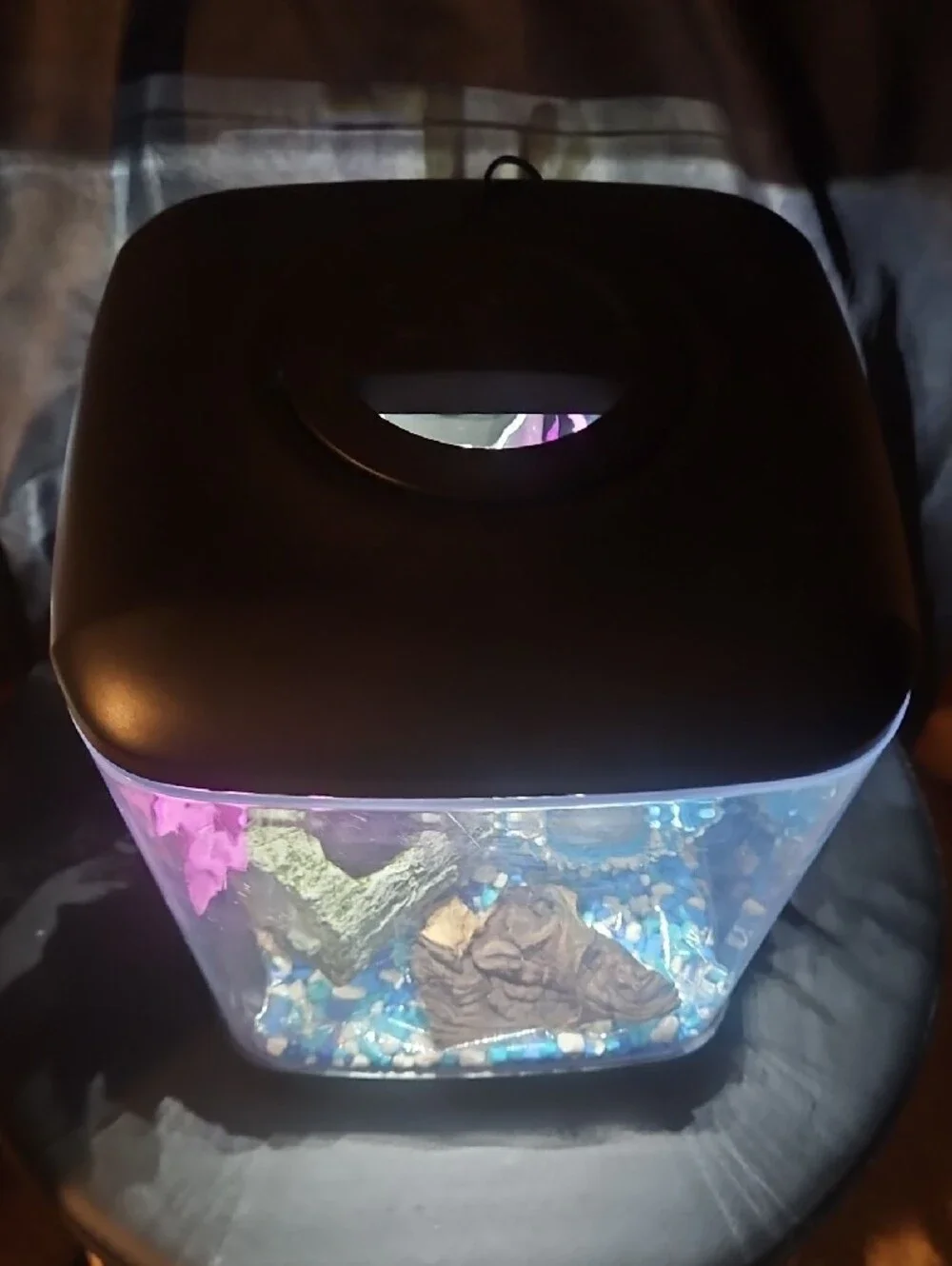 1.4 Gallon Desktop Fish Tank Starter Kit - 100% Turnkey Setup